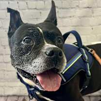 Thumbnail photo of Leonard #2