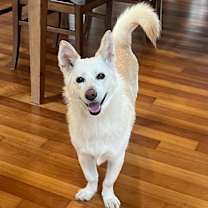 Thumbnail photo of Lilo (HDS) #1