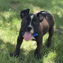 adopt-pet