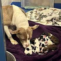 Thumbnail photo of Amity #3