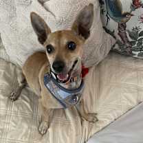 adopt-pet
