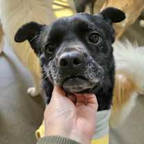 Thumbnail photo of Moana (H) #1