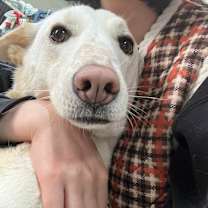 Thumbnail photo of Liam (H) #1