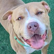 Thumbnail photo of Norma #2