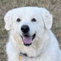 Thumbnail photo of Skye #1