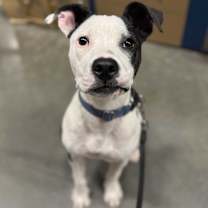 adopt-pet