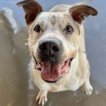 adopt-pet