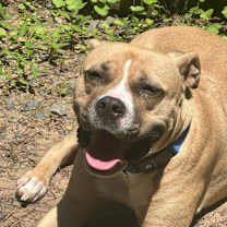 Thumbnail photo of Leela #3