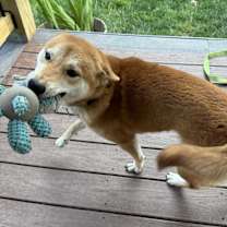 Thumbnail photo of Porthos #4