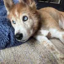 Thumbnail photo of Bolero #3