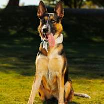 adopt-pet