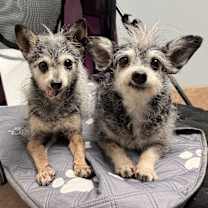 adopt-pet