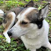 Thumbnail photo of Molly #1