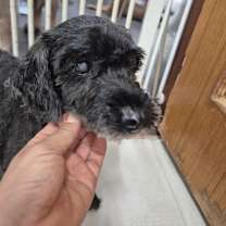 Thumbnail photo of Rabu #4