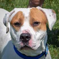 Thumbnail photo of Wiley #1