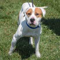 Thumbnail photo of Wiley #2