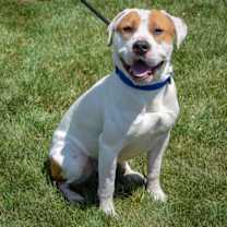 Thumbnail photo of Wiley #3