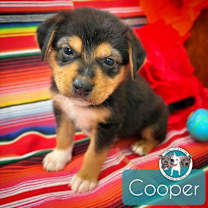 Thumbnail photo of Cooper Little #1