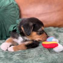 Thumbnail photo of Cooper Little #4