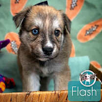 Thumbnail photo of Flash Little #1