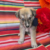 Thumbnail photo of Flash Little #2