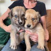 Thumbnail photo of Flash Little #3