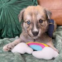 Thumbnail photo of Flash Little #4