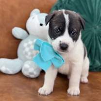 Thumbnail photo of Muffin Breakfast Bunch #1