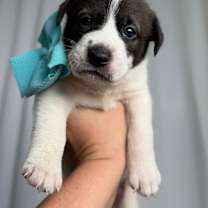 Thumbnail photo of Muffin Breakfast Bunch #3