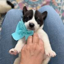 Thumbnail photo of Muffin Breakfast Bunch #4