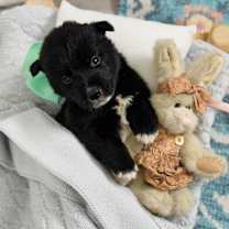 Thumbnail photo of Omelette Breakfast Bunch #1