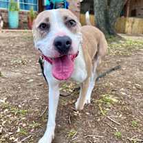 Thumbnail photo of Speckles Pocket Sized Smiling Pittie Girl #2