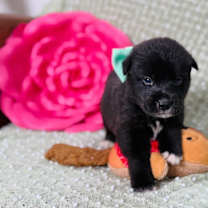 Thumbnail photo of Omelette Breakfast Bunch #4