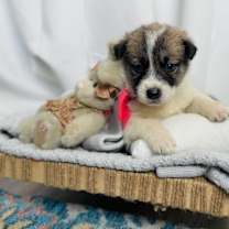 Thumbnail photo of Waffle Breakfast Bunch #1