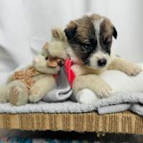 Thumbnail photo of Waffle Breakfast Bunch #4