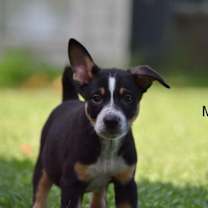 Thumbnail photo of Mango Tango Clementine #3