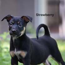 Strawberry Drizzle  Clementine