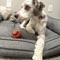 Thumbnail photo of ZARA THE MAGNIFICENT #1