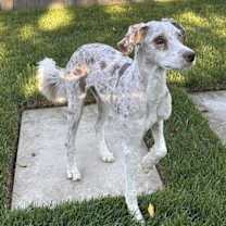 Thumbnail photo of ZARA THE MAGNIFICENT #2