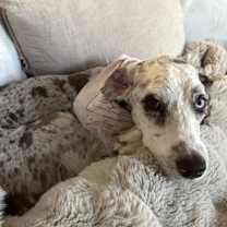 Thumbnail photo of ZARA THE MAGNIFICENT #3