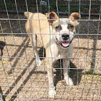 Thumbnail photo of Pedro #1