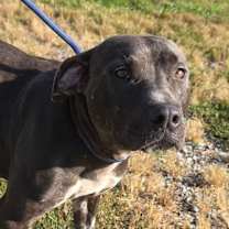 Thumbnail photo of Buck #1