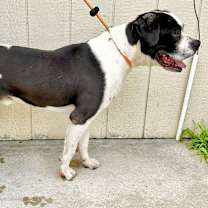 Thumbnail photo of Gilbert #2