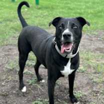 Thumbnail photo of Topo #2