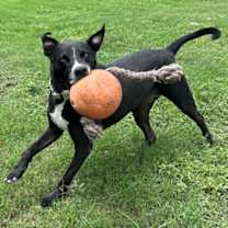 Thumbnail photo of Topo #3