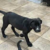 Thumbnail photo of Koda Bear CMc #2