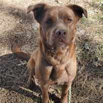 Thumbnail photo of Hazel #2