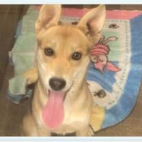 adopt-pet