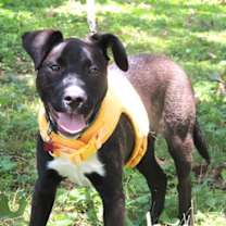 Thumbnail photo of PUPPY CURIOUS COCO #2