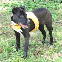 Thumbnail photo of PUPPY CURIOUS COCO #1